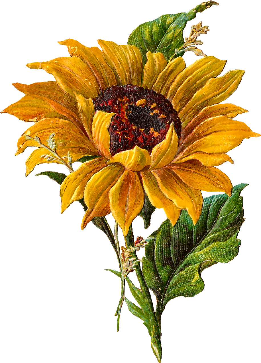 sunflower :)